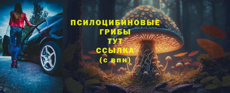 Галлюциногенные грибы Psilocybine cubensis  Ладушкин 